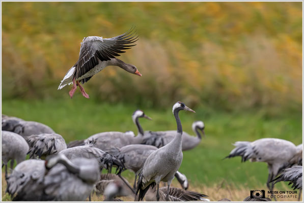 Graugans |  Nikon Z9, NIKKOR Z 800 mm 1:6,3 VR S, ISO 3200, 1/2000s, f/7,1