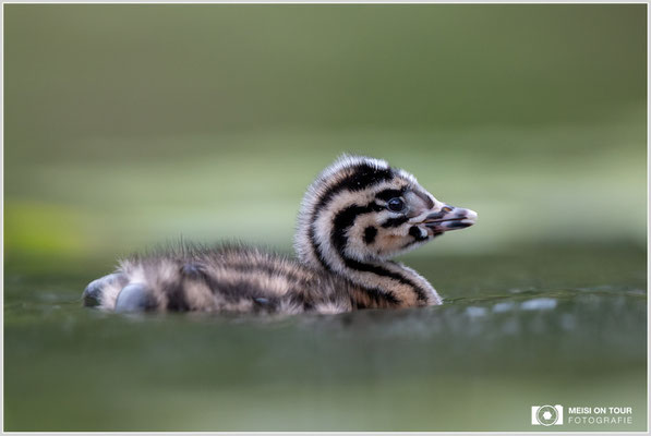 Haubentaucher  |  Canon EOS R6, EF 300 f/2,8 L IS II USM mit Telekonverter 2x (600 mm), ISO 1600, 1/500s, f/7,1