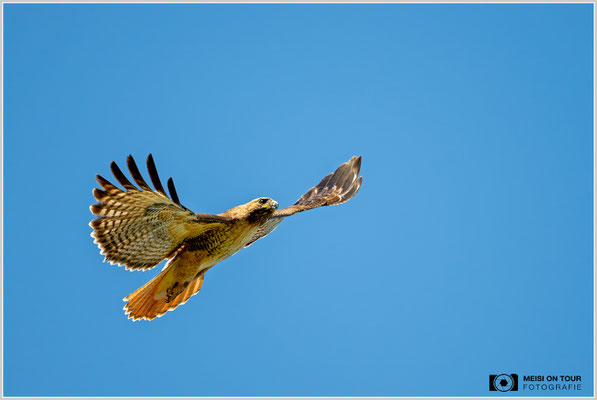 Rotschwanzbussard im Wonder Valley | Nikon Z8, NIKKOR Z 100-400 mm 1:5,6 S (400 mm), ISO 360, 1/1600, f/5,6
