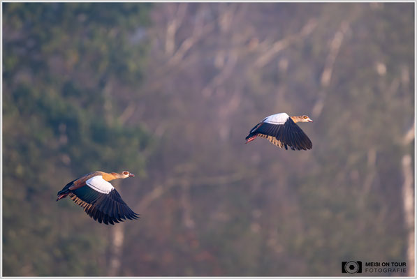 Nilgänse  |  Nikon Z9, NIKKOR Z 800 mm 1:6,3 VR S mit TC1,4x (1120 mm), ISO 3200, 1/1250s, f/9
