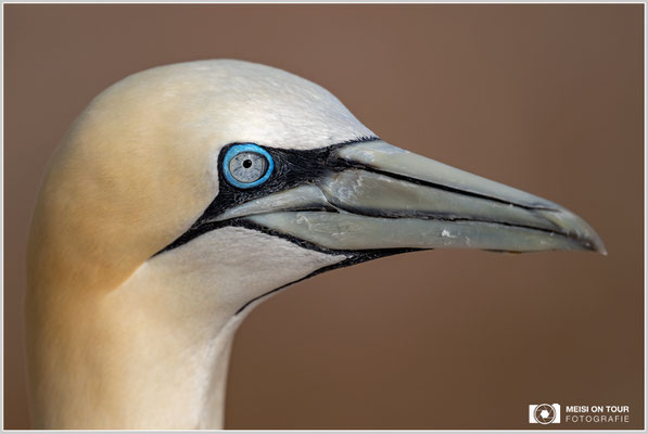 Basstölpel  |  Nikon Z9, NIKKOR Z 800 mm 1:6,3 VR S, ISO 125, 1/1600s, f/6,3