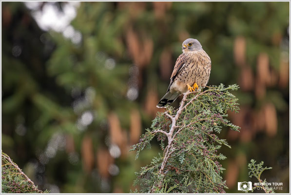 Turmfalke  |  Nikon Z9, NIKKOR Z 800 mm 1:6,3 VR S mit TC2,0x (1600 mm), ISO 1250, 1/200s, f/13