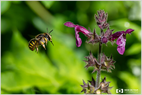 Garten-Wollbiene im Anflug an Wald-Ziest |  Nikon Z9, NIKKOR Z MC 105 1:2,8 VR S, ISO 1600, 1/2500s, f/10