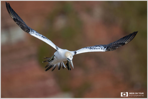 Basstölpel  |  Nikon Z9, NIKKOR Z 800 mm 1:6,3 VR S, ISO 450, 1/1600s, f/6,3