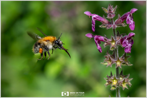 Ackerhummel im Anflug an Wald-Ziest |  Nikon Z9, NIKKOR Z MC 105 1:2,8 VR S, ISO 1800, 1/2000s, f/11