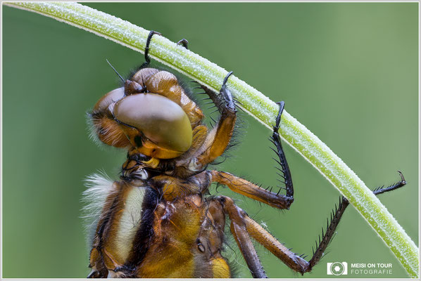 Plattbauch Weibchen  |  Canon EOS R6, Sigma 150 f/2,8 Makro DG OS HSM mit Telekonverter 2x III (300 mm), ISO 800, 1/80s, f/6,3 Stack (80 Aufnahmen)