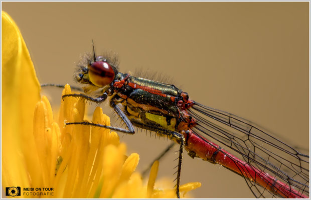 Frühe Adonislibelle  |  Canon EOS R6, Sigma 150 f/2,8 Makro DG OS HSM mit Telekonverter 2x III (300 mm), ISO 800, 1/400s, f/7,1 Stack (38 Aufnahmen)