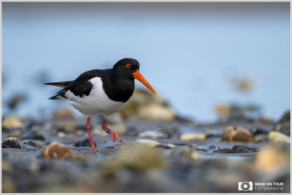 Austernfischer  |  Nikon Z9, NIKKOR Z 800 mm 1:6,3 VR S, ISO 500, 1/2000s, f/6,3