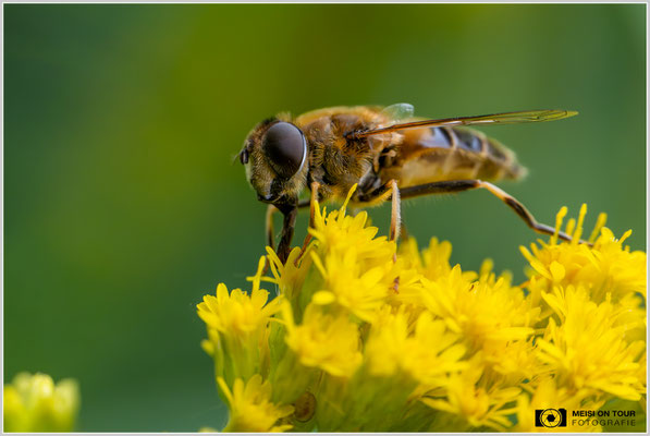 Keilschwebfliege |  Nikon Z8, NIKKOR Z MC 105 1:2,8 VR S, ISO 4000, 1/1000s, f/8