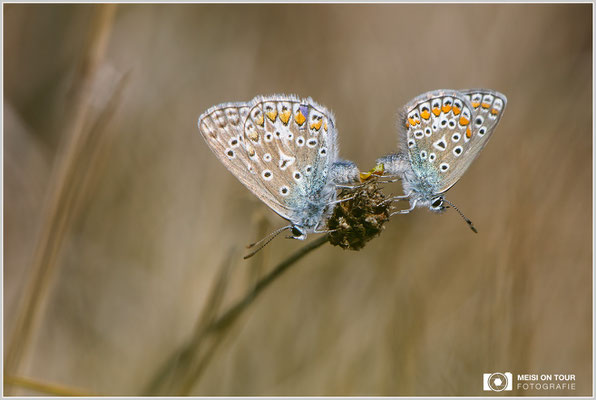 Himmelblauer Bäumling  |  Canon EOS-5D Mark IV, EF 300 f/2,8 L IS II USM mit Telekonverter 2x III (600 mm), ISO 200, 1/1250s, f/8, Einbeinstativ