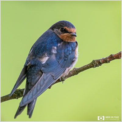 Rauchschwalbe  |  Nikon Z9, NIKKOR Z 800 mm 1:6,3 VR S mit TC1,4x (1120 mm), ISO 2500, 1/800s, f/9