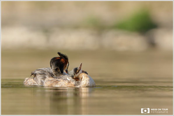 Haubentaucher  |  Canon EOS-5D Mark IV, EF 300 f/2,8 L IS II USM mit Telekonverter 2x (600 mm), ISO 800, 1/1600s, f/7,1, Reissack, Winkelsucher
