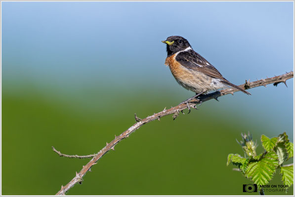 Schwarzkehlchen-Männchen  |  Nikon Z9, NIKKOR Z 800 mm 1:6,3 VR S mit TC1,4x (1120 mm), ISO 2200, 1/5000s, f/9