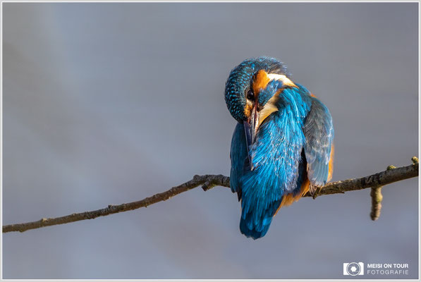 Eisvogel  |  Canon EOS R6, EF 300 f/2,8 L IS II USM mit Telekonverter 2x (600 mm), ISO 1600, 1/3200s, f/7,1, Einbeinstativ
