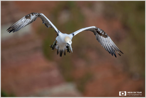 Basstölpel  |  Nikon Z9, NIKKOR Z 800 mm 1:6,3 VR S, ISO 450, 1/1600s, f/6,3