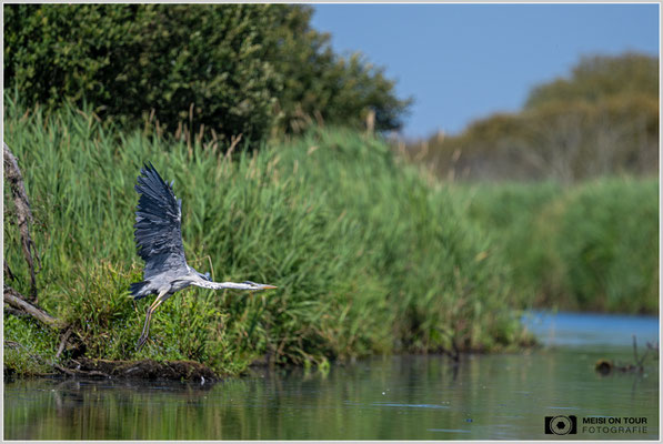 Graureiher  |  Nikon Z9, NIKKOR Z 800 mm 1:6,3 VR S, ISO 450, 1/2500s, f/6,3