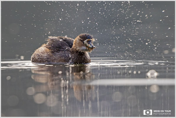 Zwergtaucher  |  Canon EOS R6, EF 300 f/2,8 L IS II USM mit Telekonverter 2x (600 mm), ISO 3200, 1/1600s, f/7,1