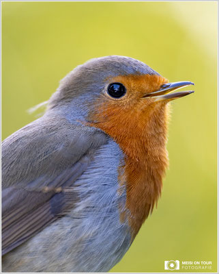 Rotkehlchen  |  Nikon Z9, NIKKOR Z 100–400 mm 1:4,5–5,6 VR S (400 mm), ISO 800, 1/125s, f/5,6