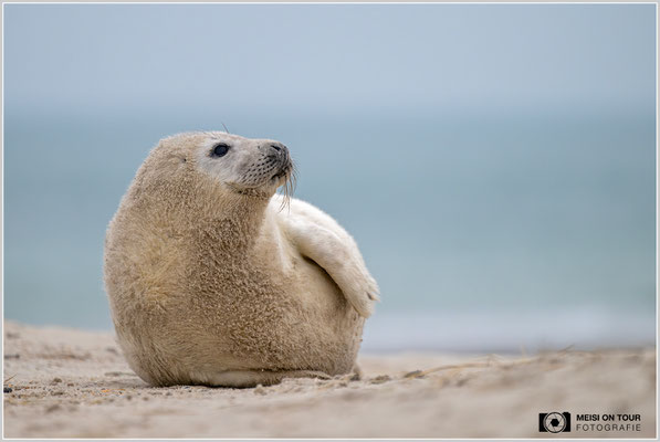 Kegelrobbe Jungtier  |  Nikon Z8, NIKKOR Z 100–400 mm 1:4,5–5,6 VR S (400 mm), ISO 1000, 1/1250s, f/5,6