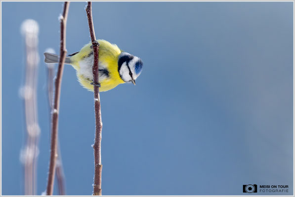 Blaumeise  |  Nikon Z9, NIKKOR Z 800 mm 1:6,3 VR S mit TC1,4x (1120 mm), ISO 2000, 1/1600s, f/9