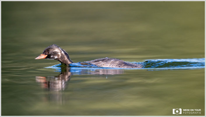 Zwergtaucher  |  Nikon Z8, NIKKOR Z 800 mm 1:6,3 VR S mit TC1,4x (1120 mm), ISO 1100, 1/1000s, f/9