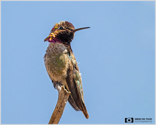Annakolibri | Nikon Z9, NIKKOR Z 800 mm 1:6,3 VR S mit TC1,4x (1120 mm), ISO 9000, 1/8000s, f/9