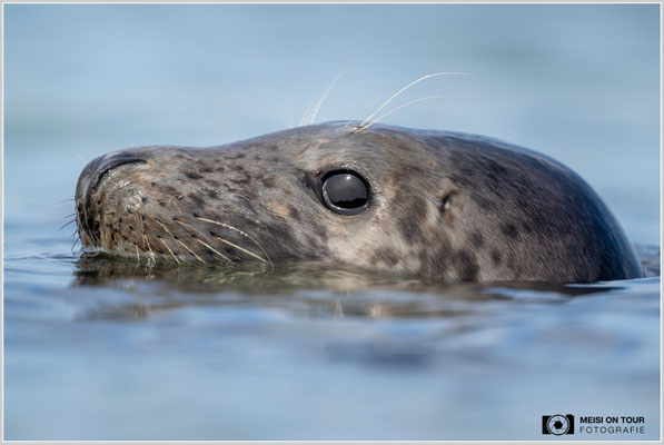 Kegelrobbe  |  Nikon Z9, NIKKOR Z 800 mm 1:6,3 VR S, ISO 1000, 1/2000s, f/6,3