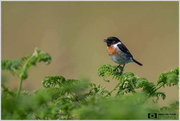 Schwarzkehlchen  |  Nikon Z9, NIKKOR Z 800 mm 1:6,3 VR S mit TC1,4x (1120 mm), ISO 1250, 1/2500s, f/9
