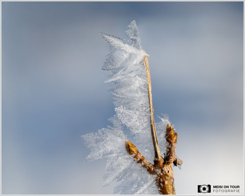 Eiskristalle Tannheimer Tal  |  Nikon Z8, Sony FE 70-200mm F4 Macro G OSS II mit Sony Konverter 1,4 (280mm), ISO 250, 1/320s, f/8 Stack 23 Bilder