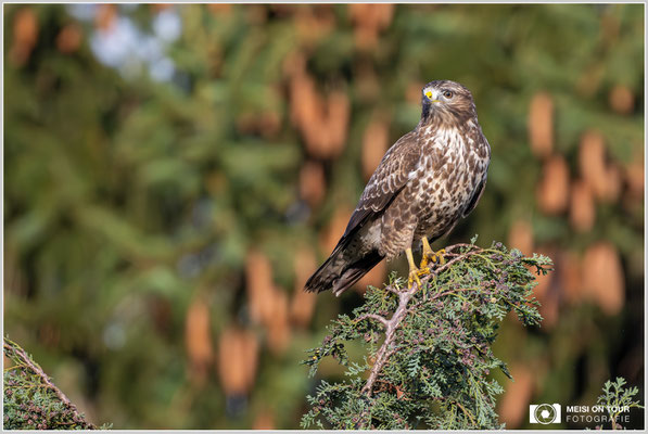 Mäusebussard  |  Nikon Z9, NIKKOR Z 800 mm 1:6,3 VR S mit TC1,4x (1120 mm), ISO 1600, 1/2000s, f/9