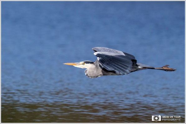 Graureiher  |  Nikon Z9, NIKKOR Z 100–400 mm 1:4,5–5,6 VR S mit TC2,0x (800 mm), ISO 1600, 1/2500s, f/11