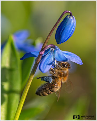 Honigbiene an Blaustern  |  Nikon Z8, Sony FE 70-200mm F4 Macro G OSS II mit Sony Konverter 1,4 (280mm), ISO 1000, 1/1600s, f/5,6