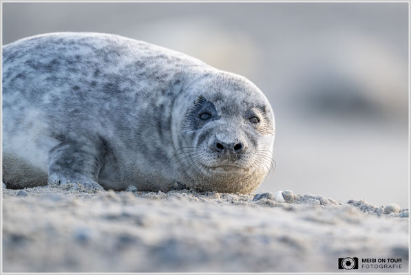 Kegelrobben Jungtier  |  Nikon Z9, NIKKOR Z 800 mm 1:6,3 VR S, ISO 2200, 1/1000s, f/6,3