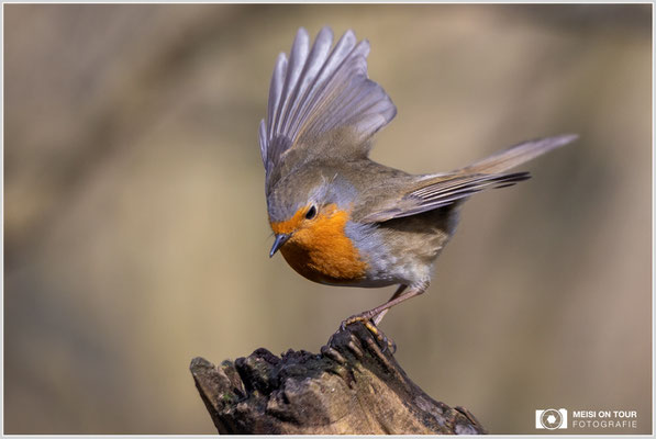Rotkehlchen  |  Canon EOS R6, EF 300 f/2,8 L IS II USM mit Telekonverter 2x (600 mm), ISO 1600, 1/1600s, f/6,3