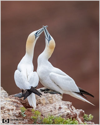 Basstölpelpaar  |  Nikon Z9, NIKKOR Z 800 mm 1:6,3 VR S, ISO 1600, 1/1600s, f/6,3