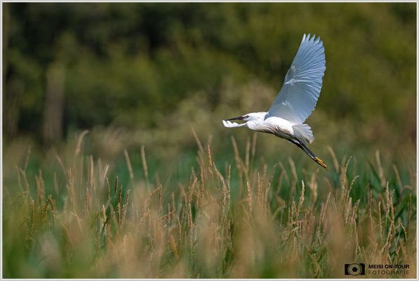 Seidenreiher  |  Nikon Z9, NIKKOR Z 800 mm 1:6,3 VR S mit TC1,4x (1120 mm), ISO 1100, 1/4000s, f/9