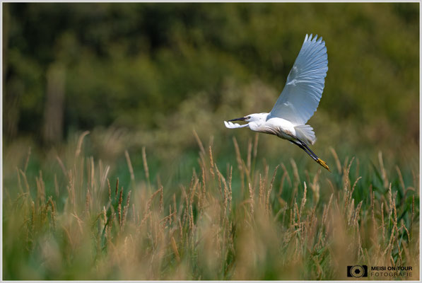Seidenreiher  |  Nikon Z9, NIKKOR Z 800 mm 1:6,3 VR S mit TC1,4x (1120 mm), ISO 1100, 1/4000s, f/9