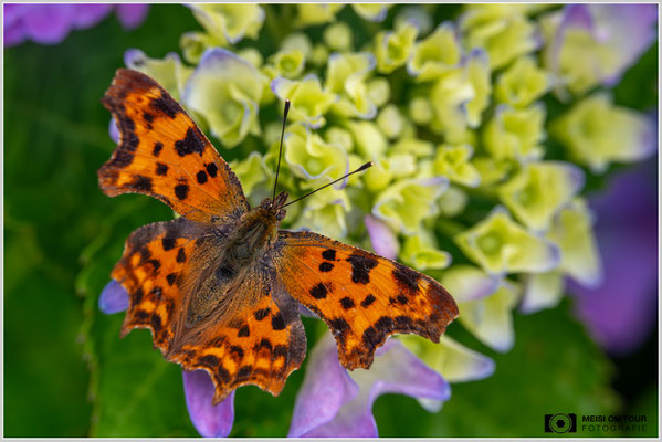 C-Falter |  Nikon Z8, NIKKOR Z MC 105 1:2,8 VR S, ISO 1000, 1/400s, f/8