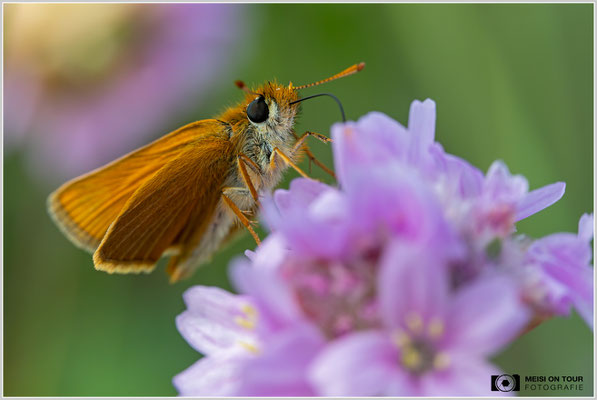 Dickkopffalter |  Nikon Z8, NIKKOR Z MC 105 1:2,8 VR S, ISO 1800, 1/1000s, f/11