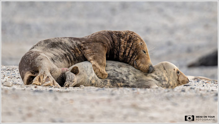 Paarung bei den Kegelrobben  |  Nikon Z9, NIKKOR Z 800 mm 1:6,3 VR S, ISO 1800, 1/1600s, f/6,3