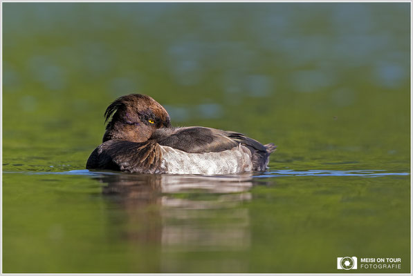 Reiherente  |  Canon EOS R6, EF 300 f/2,8 L IS II USM mit Telekonverter 2x (600 mm), ISO 800, 1/800s, f/7,1