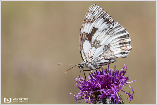 Schachbrett  |  Canon EOS-6D, Sigma 150 f/2,8 Makro DG OS HSM mit Telekonverter 1,4x III (210 mm), ISO 800, 1/1250s, f/8, Einbeinstativ