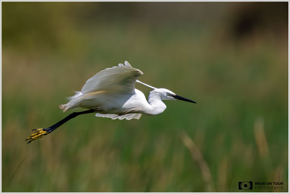 Seidenreiher  |  Nikon Z9, NIKKOR Z 800 mm 1:6,3 VR S mit TC1,4x (1120 mm), ISO 1000, 1/4000s, f/9