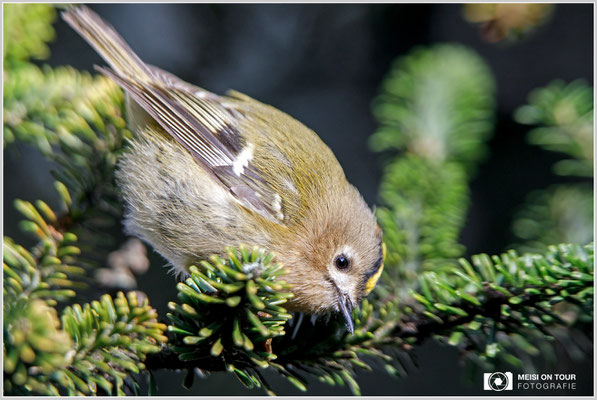 Wintergoldhähnchen  |  Canon EOS-5D Mark IV, EF 300 f/2,8 L IS II USM mit Telekonverter 1,4x (420 mm) +Zwischenring, ISO 800, 1/800s, f/4,5, Einbeinstativ