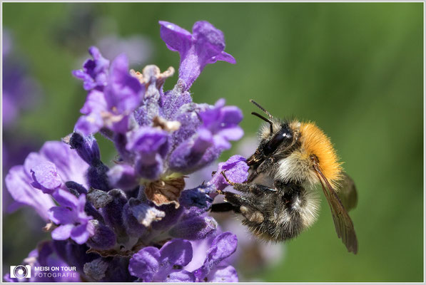 Hummel  |  Canon EOS-5D Mark IV, Sigma 150 f/2,8 Makro DG OS HSM, ISO 800, 1/1000s, f/8, Winkelsucher