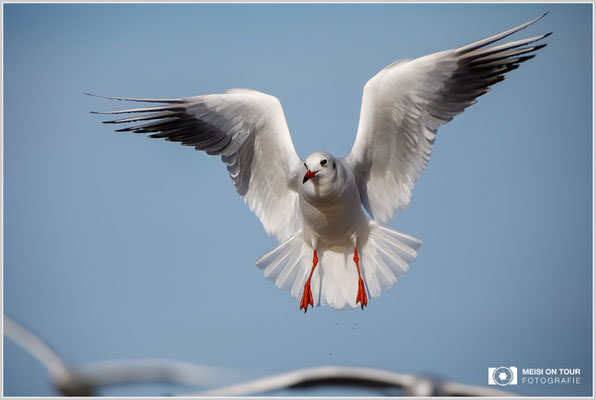 Lachmöwe  |  Canon EOS-5D Mark IV, EF 300 f/2,8 L IS II USM mit Telekonverter 2x III (600 mm), ISO 200, 1/3200s, f/5,6, Reissack
