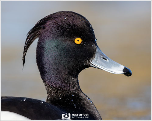 Reiherente  |  Canon EOS R6, EF 300 f/2,8 L IS II USM mit Telekonverter 2x (600 mm), ISO 800, 1/1000s, f/7,1