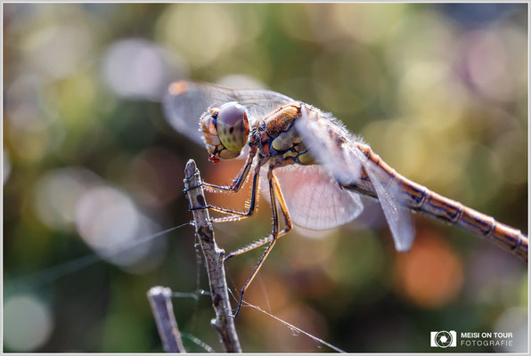 Heidelibelle  |  Canon EOS-6D Mark, Sigma 150 f/2,8 Makro DG OS HSM, ISO 2500, 1/500s, f/8, Einbeinstativ