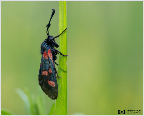 Hornklee-Widderchen |  Nikon Z8, NIKKOR Z MC 105 1:2,8 VR S, ISO 1250, 1/640s, f/9