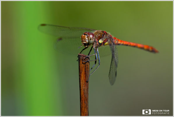 Große Heidelibelle |  Nikon Z9, NIKKOR Z 100–400 mm 1:4,5–5,6 VR S (400 mm), ISO 2000, 1/5000s, f/7,1